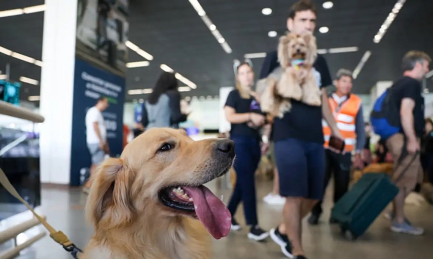 Convívio com animais traz benefícios à saúde física e mental do tutor