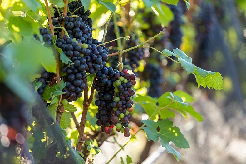 Rotas do Vinho de São Paulo chegam a 87 atrativos, reforçam produção e valorizam experiências