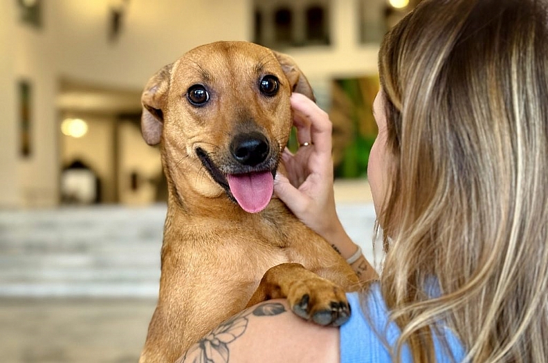 Sanciona lei que autoriza o sepultamento de cães e gatos em jazigos familiares